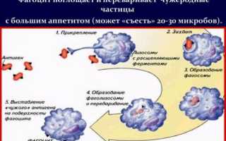 Что такое NEU в анализе крови