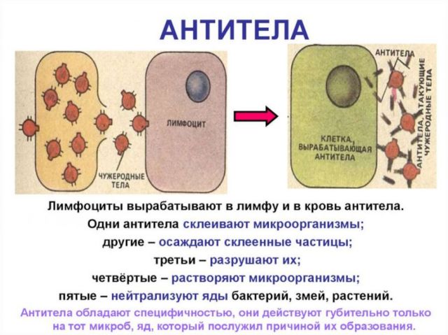 Работа антител